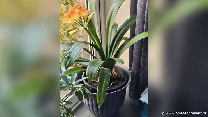 60 jaar oude plant van Dymphie is hit op social media