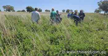 Boosting with legumes to enhance winter feed in pastures | Down to Earth