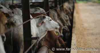 More live-ex cattle to sell in 2025: Promises to protect the trade sought