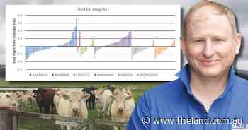 Trait variations within cattle breeds clarifies commercial production system