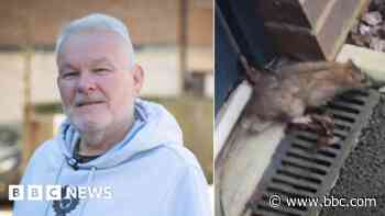 'A constant worry' - Man scared to open front door as rat reports rise