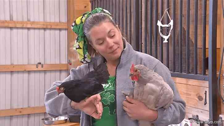 SPCA offers tips for people looking to raise chickens amid high egg prices