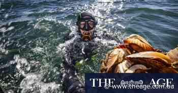 How restaurant leftovers are playing a role in audacious bid to bring life back to Port Phillip Bay