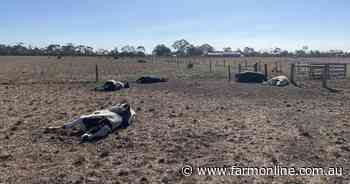 Video shows 14 dead cattle dumped on roadside verge in Victoria's east