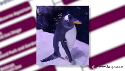 ABQ BioPark penguin competing in 'March of the Penguins'