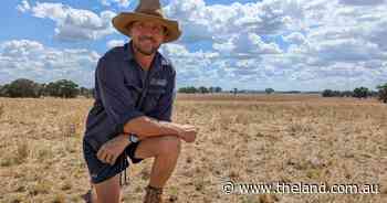 Perennial grain trial wraps up near Cudal, but one farmer is keeping his patch