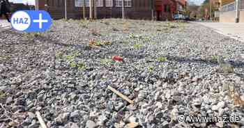 Stadt Hannover: Geschottertes Beet in Anderten ist kein Schottergarten