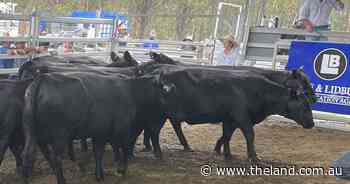Market trends stronger despite a slight slip in quality at Maitland sale