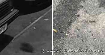 Warrington street is so 'overrun with rats' that children can't even play outside