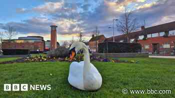 Your photos: Swans, snow, sunshine and spring