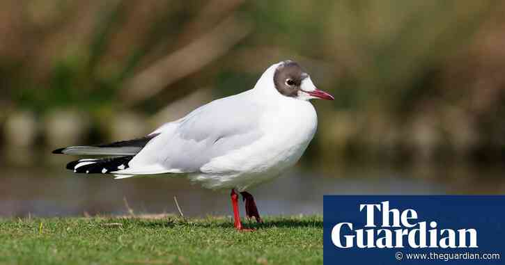 Country diary: These black-headed gulls look like tired teenagers – for good reason | Mary Montague