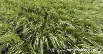 WA grain growers to cash-in on malt classification for new barley varieties