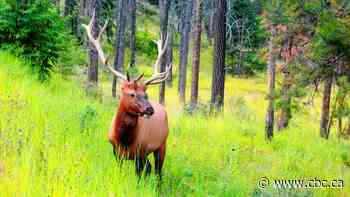 Hunters, advocacy groups raise concerns about hunting pregnant elk as Sask. extends season