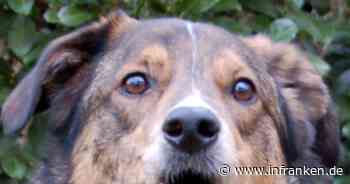Tierhilfe Franken sendet Hilferuf: "Sogar Notplätze belegt"