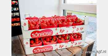 Sonrosa in de spotlight tijdens podcast van Impact T&U