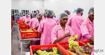 Hoge prijzen voor Indiase druiven