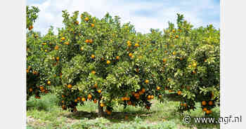 Zuid-Afrikaanse citrussector mikt op groei