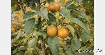 RASFF: Chloorpyrifos in Koreaanse peren uit China