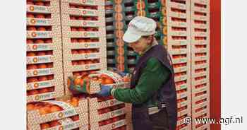 Goed seizoen Italiaanse kaki's