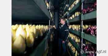 "Afzet bio witlof verder vergroten"