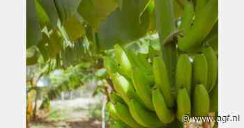 Ekoplaza en Odin richten fonds op ter verduurzaming bananenteelt