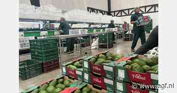 "Moeilijke avocadomarkt wanneer Peru op volle toeren draait"