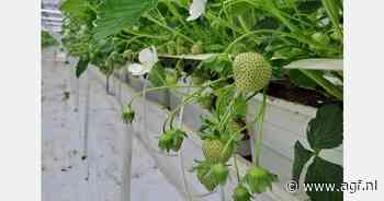 "We verwachten de eerste aardbeien uit onbelichte teelt eind volgende week"