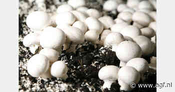 Duits areaal champignons: -4,7%