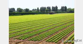 "Intensieve teelt leidt tot dalende tendens in tonnen per hectare"