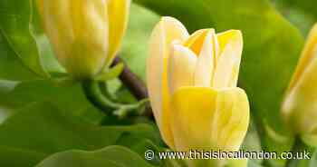 Magnolia ‘Yellow Bird’ will bring colour to gardens, pots and patios