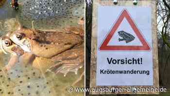 Im Augsburger Stadtwald wandern die Kröten