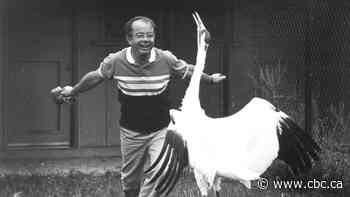 Whooping cranes were almost extinct — until Canadian ornithologist George Archibald learned to dance with them