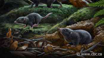 Ancient mammals had mostly dark brown coats during the dinosaur era, new study reveals