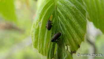 Beech leaf-mining weevils are small. But researchers say they shouldn't be underestimated