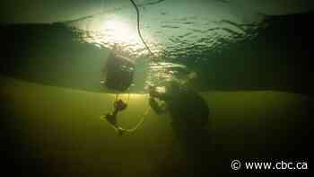 These ice-loving algae may play a big role in lake health. But time is ticking to learn more