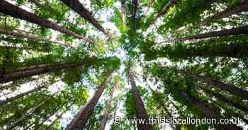 Havering has 'biggest drop in tree coverage' - including council's 'tragic' error