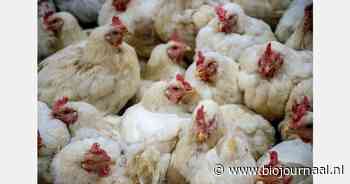 Experts waarschuwen: "Vogelgriep kan leiden tot nieuwe pandemie"