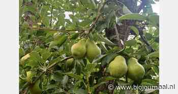 Eosta start met Argentijnse bio Williams-peren en bio-druiven uit Chili