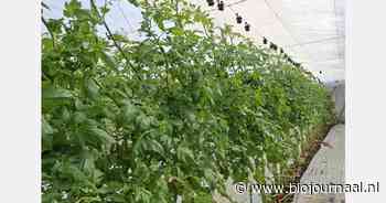 Onderstam weer onderwerp van gesprek in tomaat én paprika