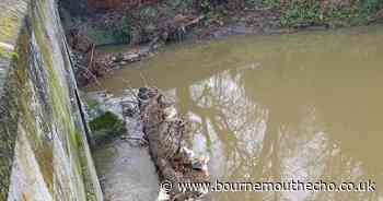 Road closure needed to remove tree trunk