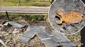 Onbekenden trekken paddenschermen uit in Zoersel: “Wie houdt zich hiermee bezig?”