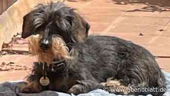 Graf Lambsdorff muss Flugticket für toten Hund zahlen: „Pietätlos“