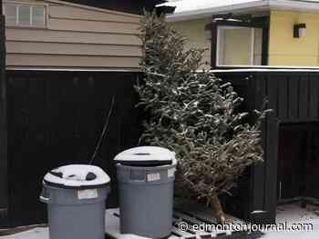 Edmonton to end curbside collection of Christmas trees next holiday season