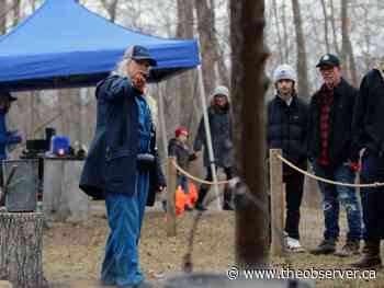 Maple syrup season kicks off in Lambton County
