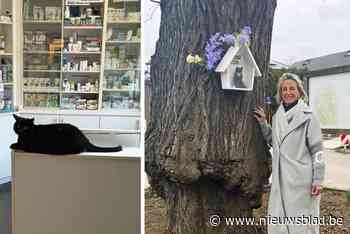 Heel dorp rouwt om overleden katje Messi: “Zelfs grote honden moesten rond hem heen wandelen”