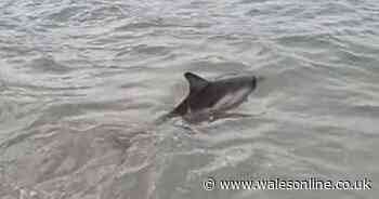 Mother and calf dolphin saved from stranding themselves on Welsh coast
