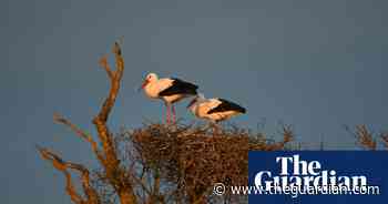 Storrington in West Sussex named UK’s first European stork village