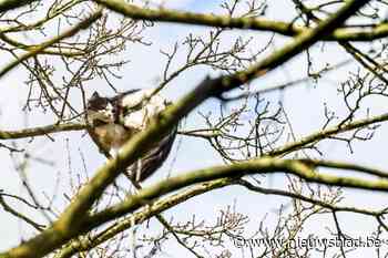 Poetsbedrijf helpt kater Felix na twee dagen uit hoge boom: “De brandweer kon er niet bij”