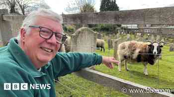 Woolly workforce keeps grass trim in churchyard