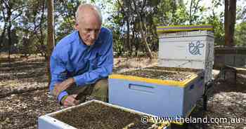 This stings: Slaughter as Riverina bees hit by mysterious airborne poison